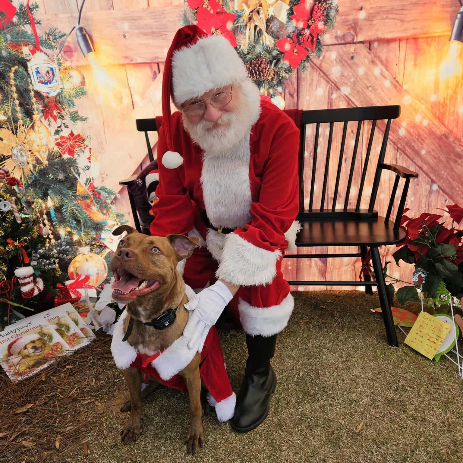 Enlarge Honey - Beautiful, Sweet, Hilarious, what more could anyone ask for?!, a Adoptable mixed breed in Buford, GA image 1/6