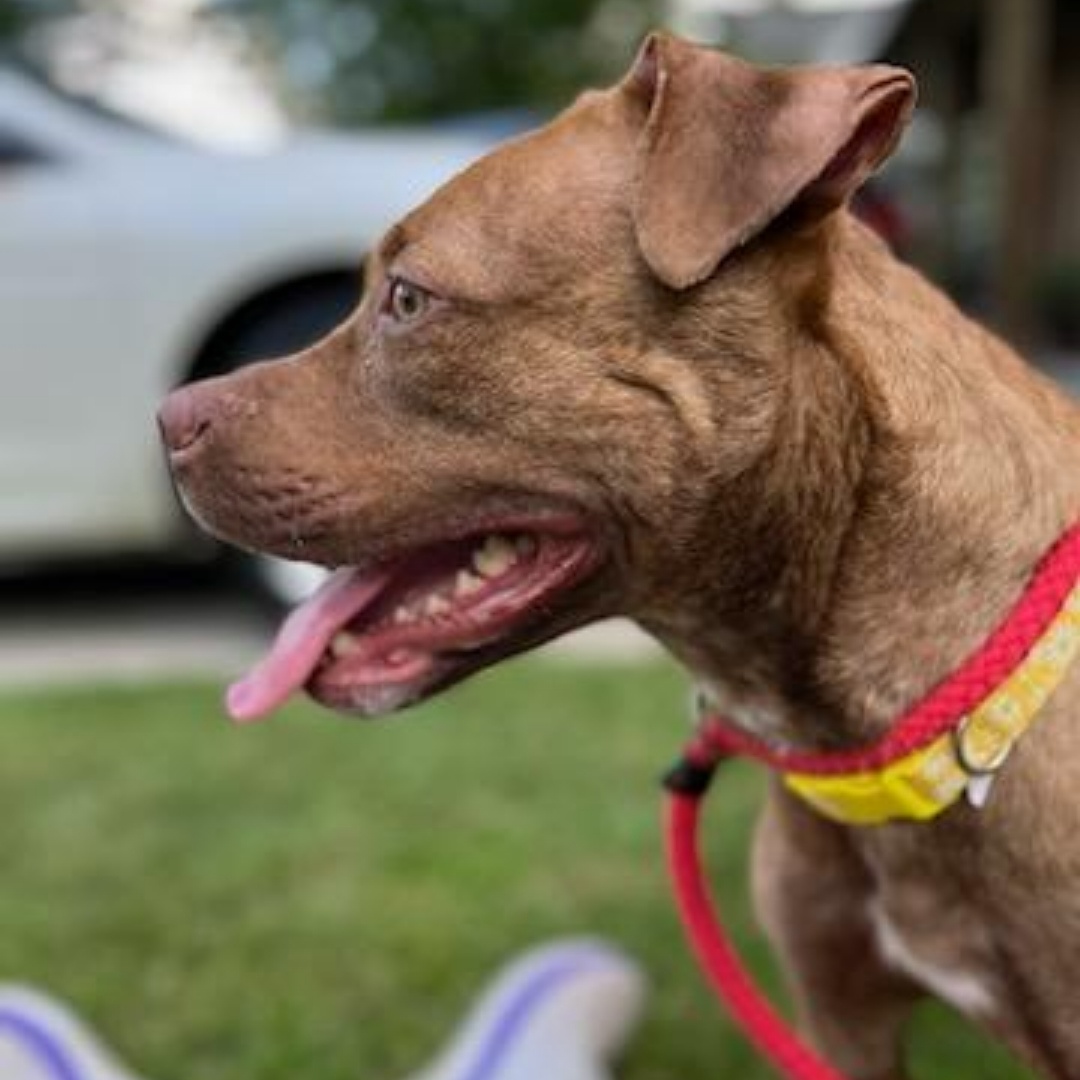 Honey *****FOSTER OR ADOPTER NEEDED*****