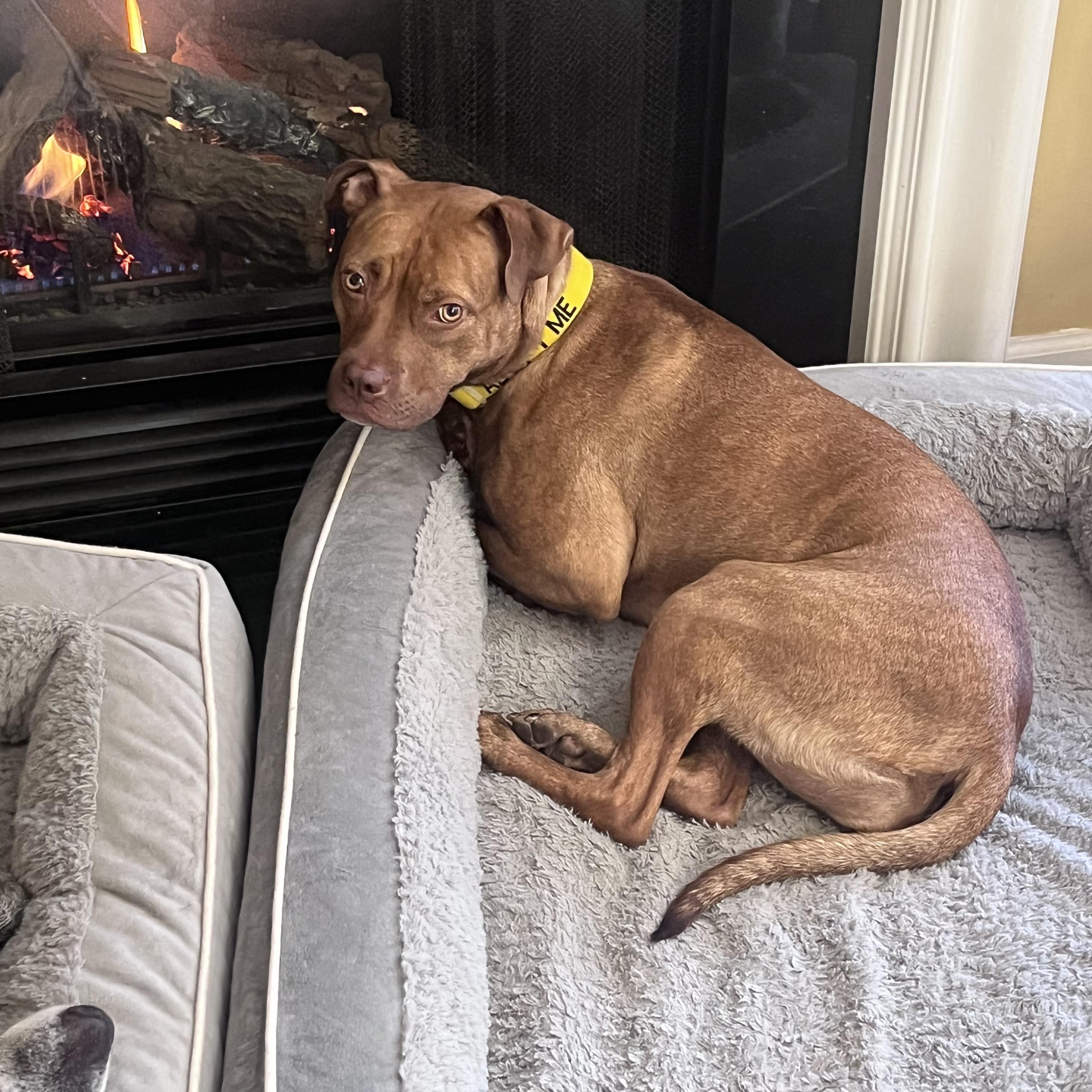 Honey *****FOSTER OR ADOPTER NEEDED*****