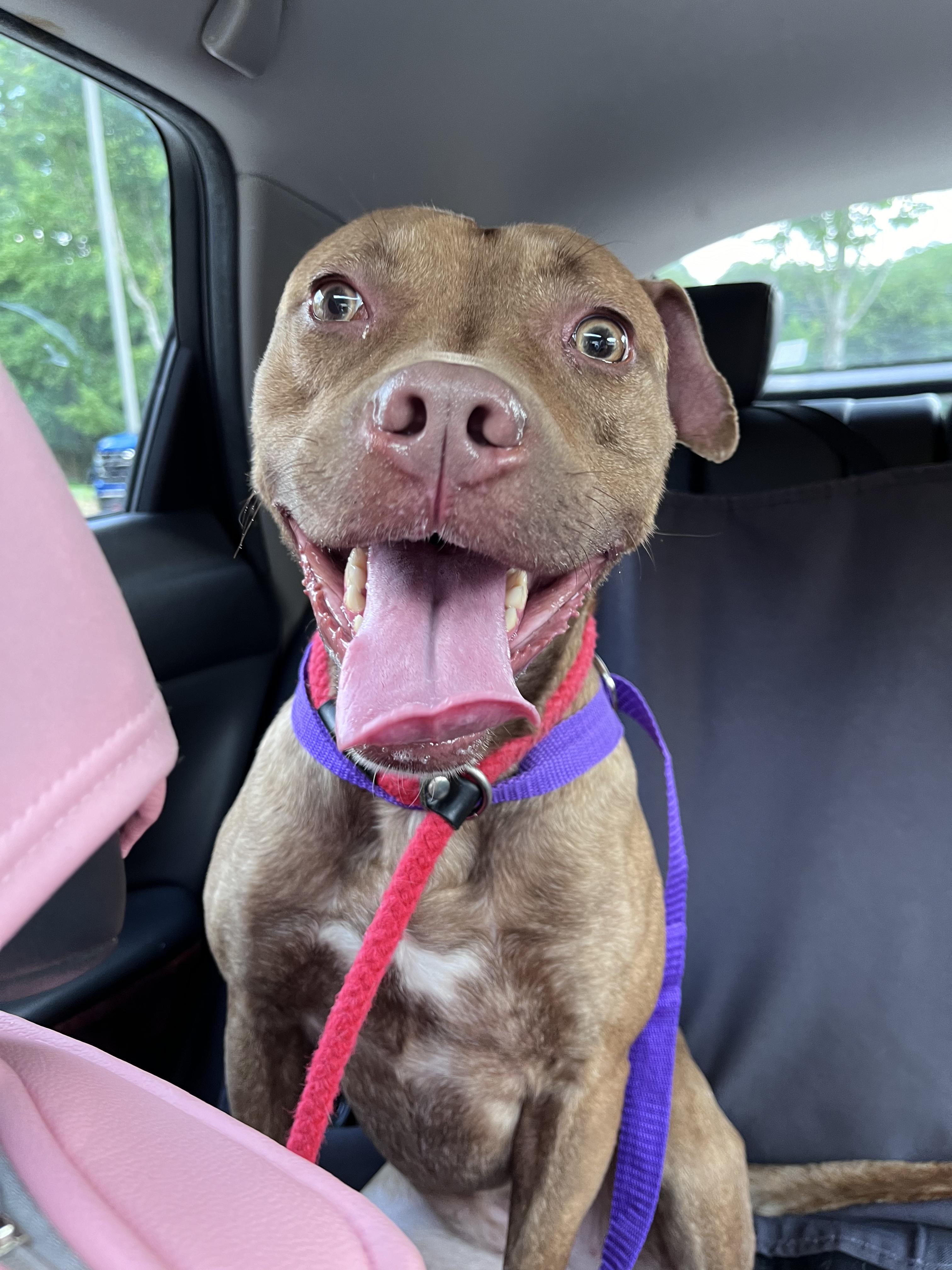 Honey *****FOSTER OR ADOPTER NEEDED*****