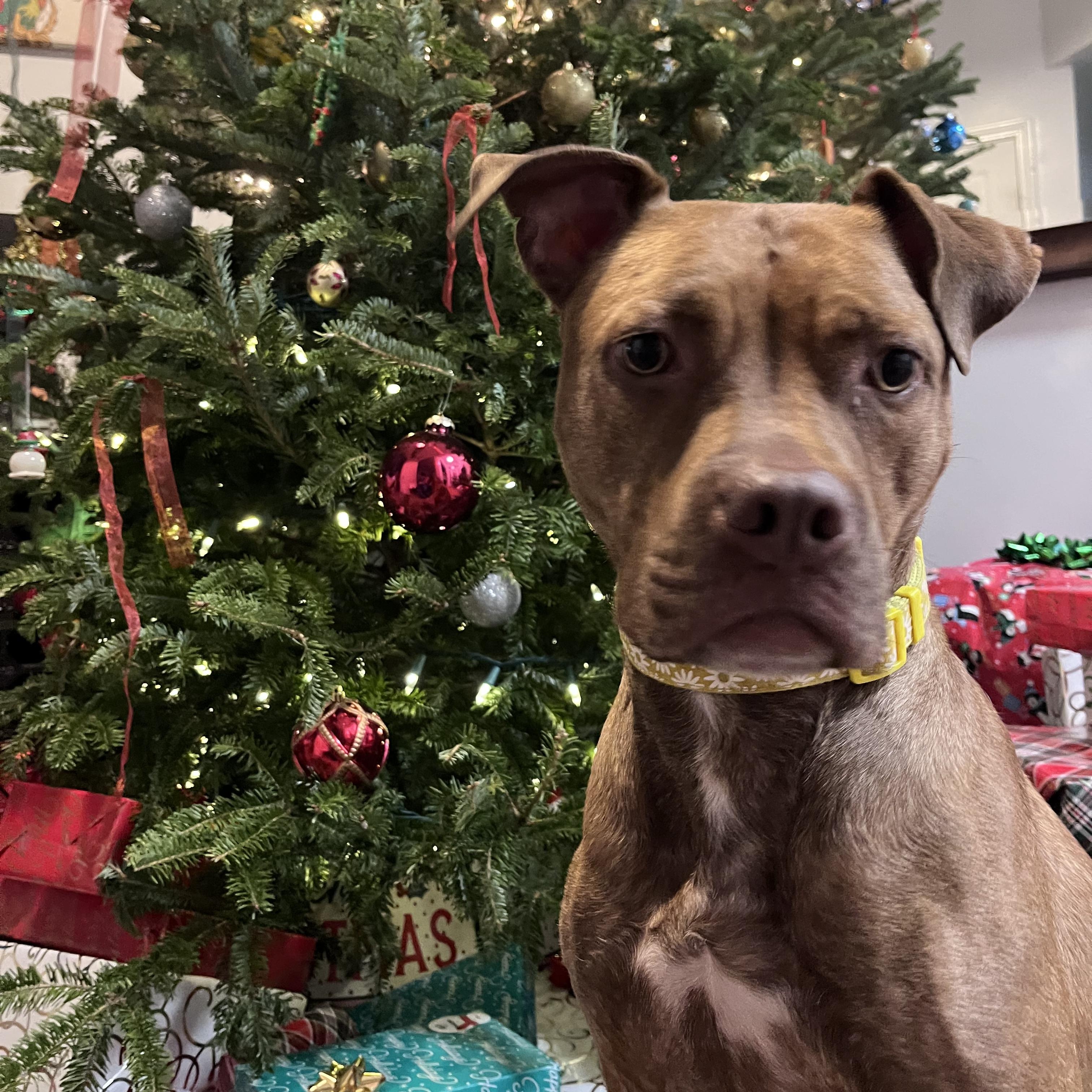 Honey - Beautiful, Sweet, Hilarious, what more could anyone ask for?!, Adoptable, Adult Female Terrier & Labrador Retriever.