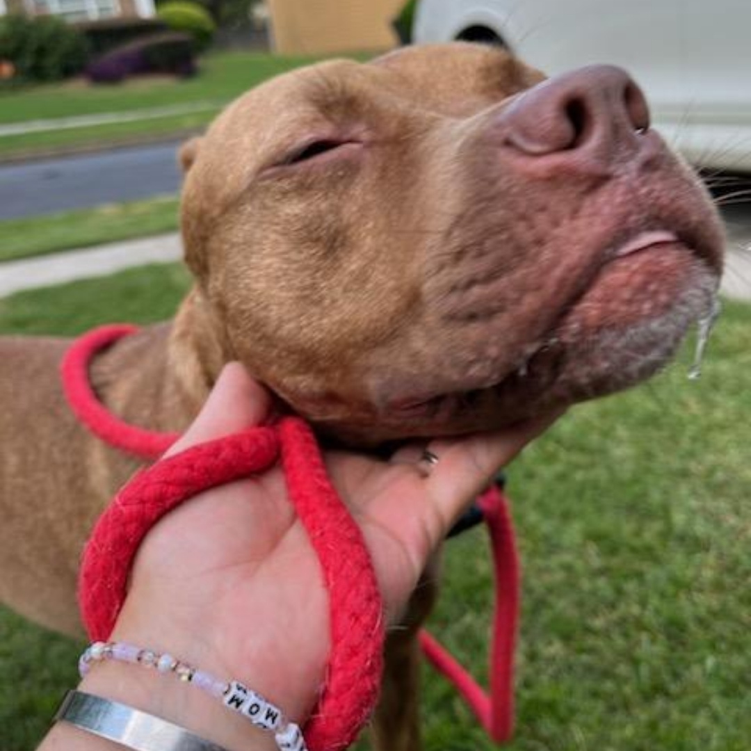 Honey *****FOSTER OR ADOPTER NEEDED*****