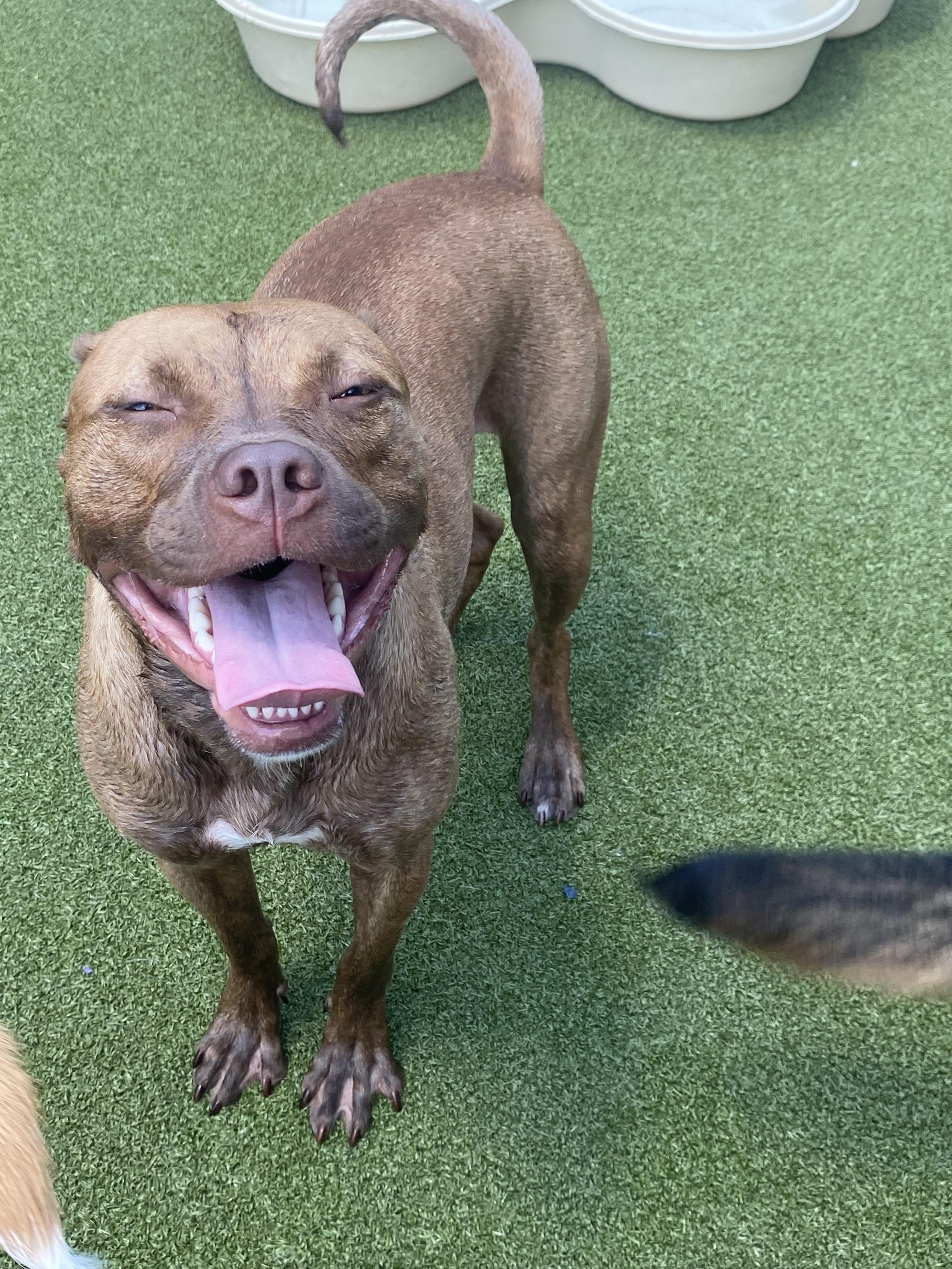 Honey *****FOSTER OR ADOPTER NEEDED*****