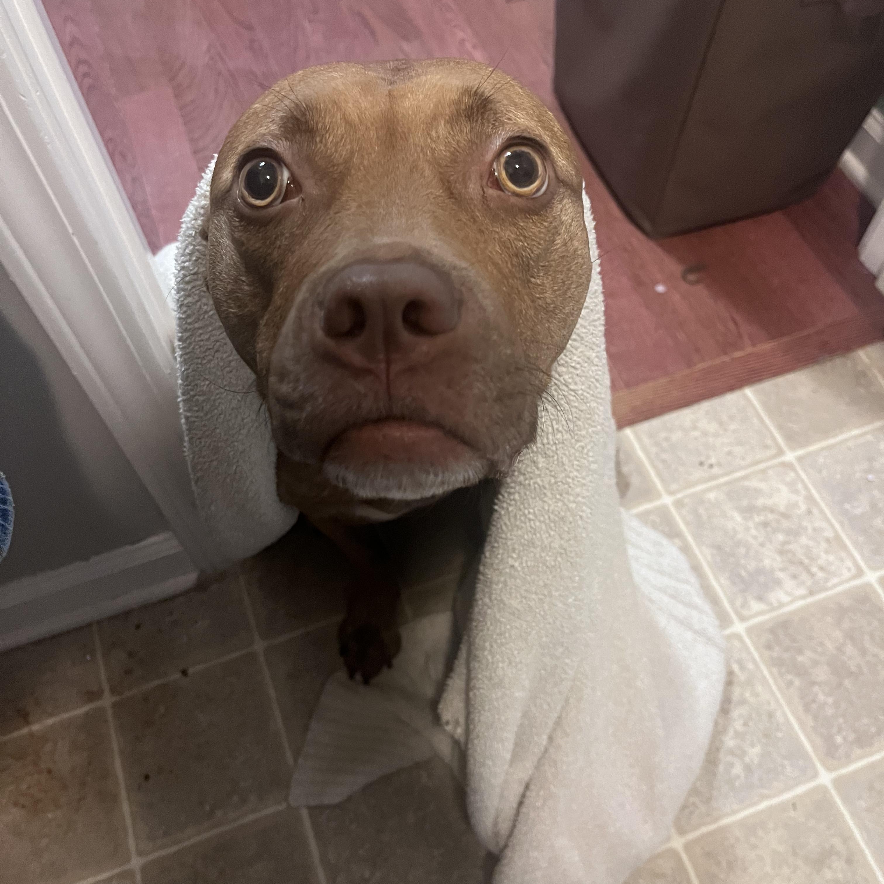 Enlarge Honey - Beautiful, Sweet, Hilarious, what more could anyone ask for?!, a Adoptable mixed breed in Buford, GA image 5/6