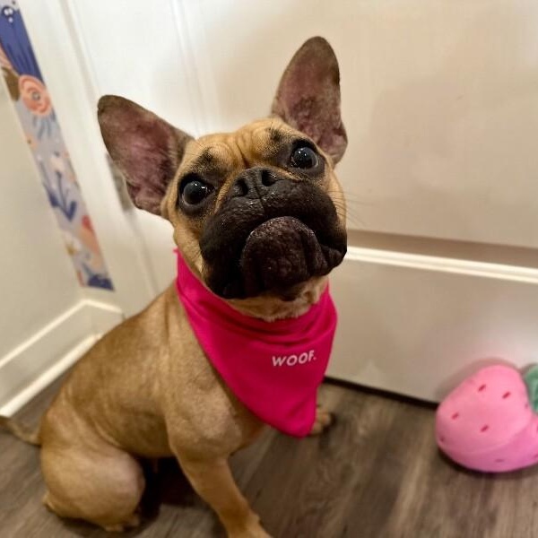 Bahama Baby — thumbnail 2