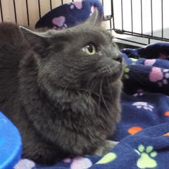 Dusty, Young Female Domestic Short Hair