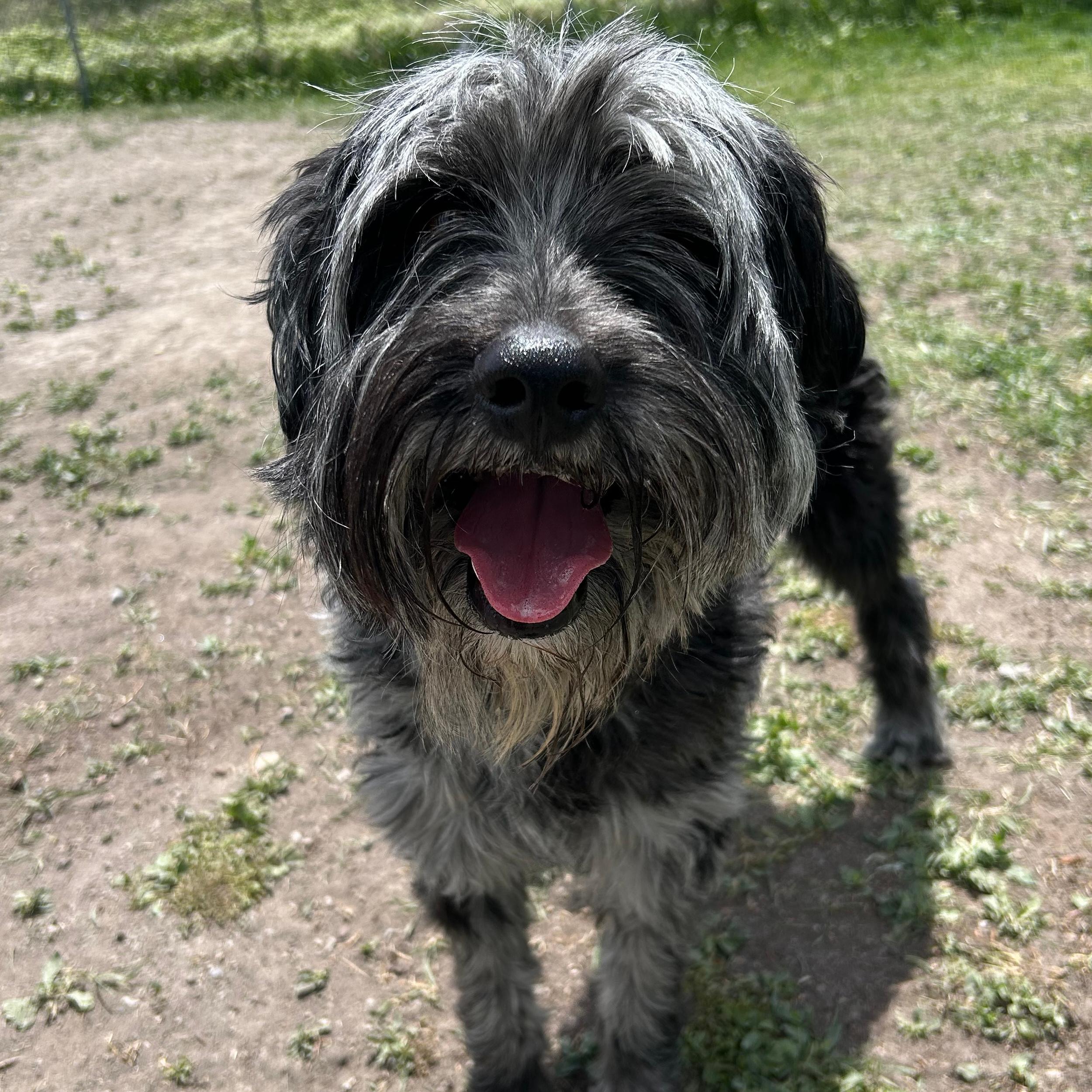 Buck, ADOPTABLE, Young Male Aussiedoodle.