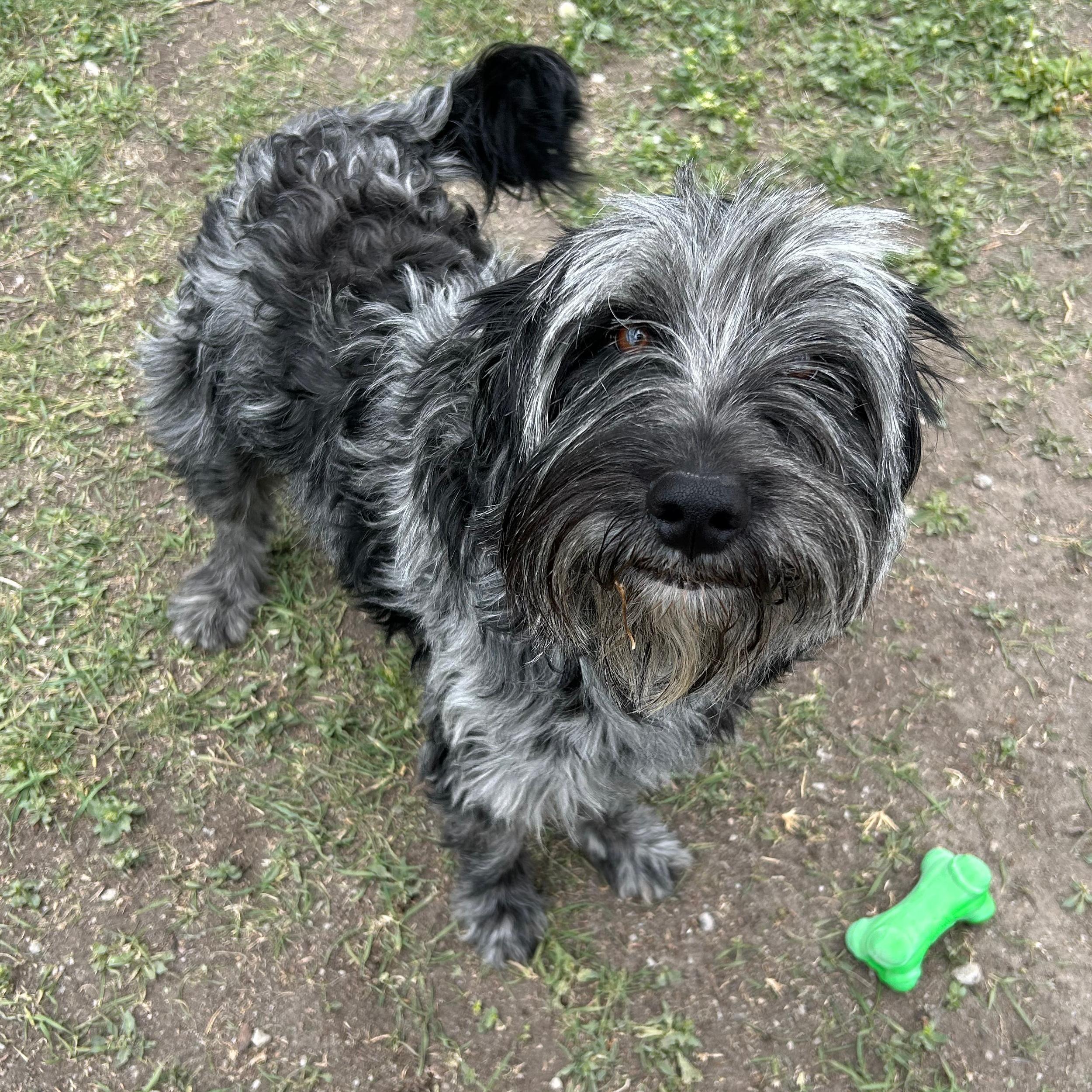 Enlarge Buck, a ADOPTABLE mixed breed in Lindon, UT image 6/6