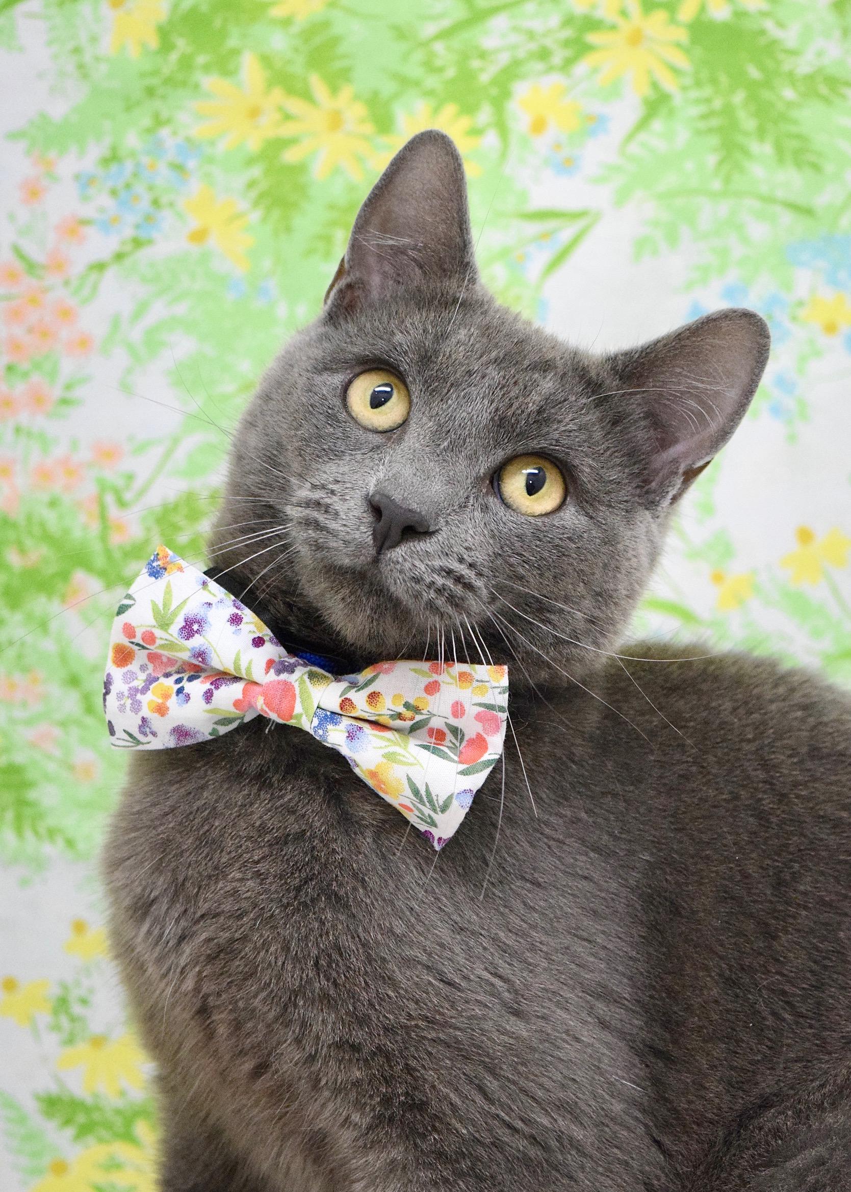 Enlarge Wexford, a ADOPTABLE Domestic Short Hair in Dublin, CA image 1/3