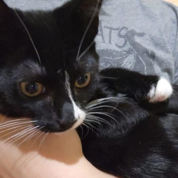 Enlarge Gomez, a ADOPTABLE Domestic Short Hair in Gladstone, OR image 3/6