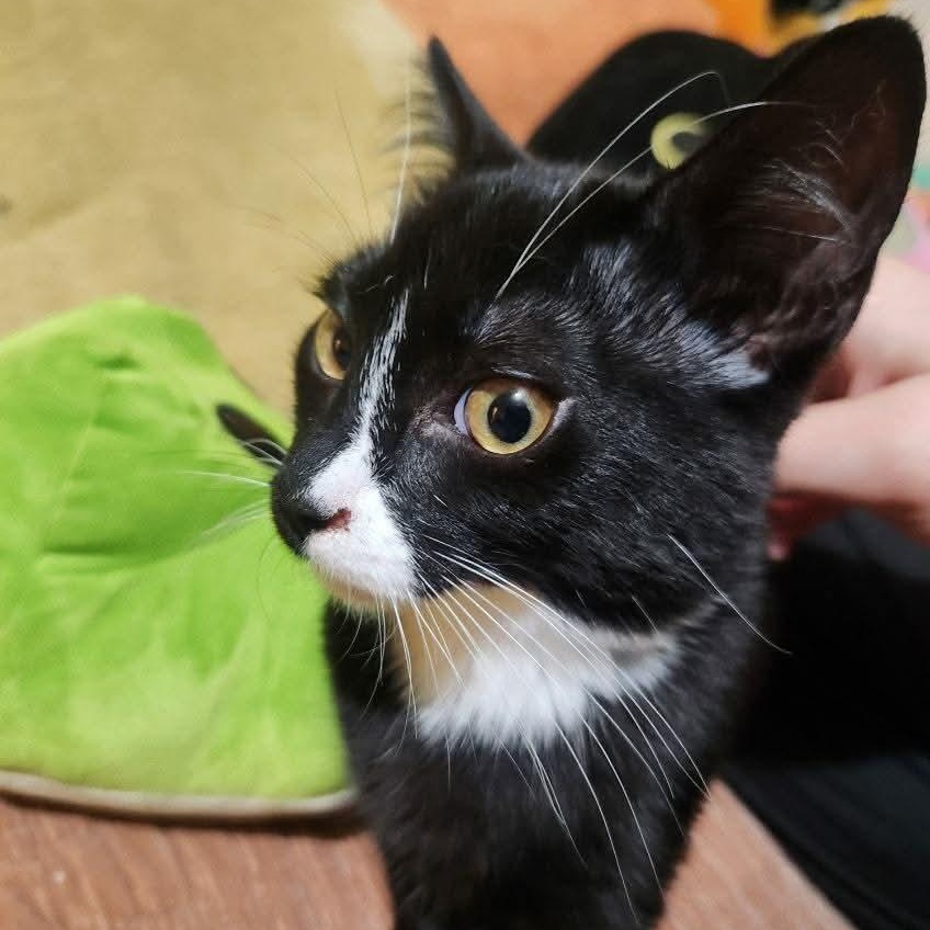 Enlarge Gomez, a ADOPTABLE Domestic Short Hair in Gladstone, OR image 6/6
