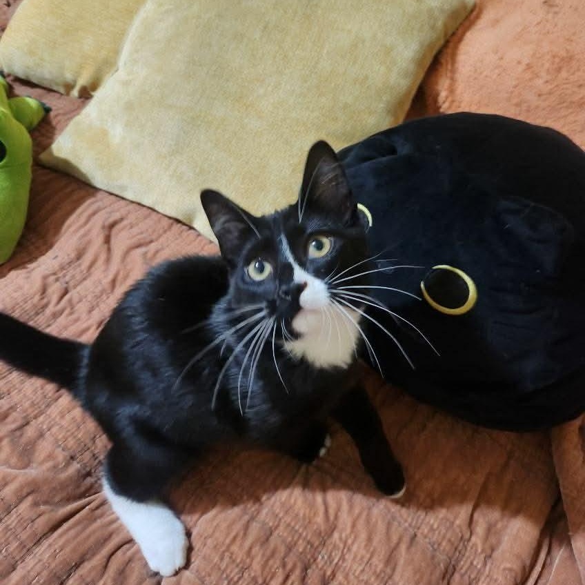 Gomez, ADOPTABLE, Kitten Female Domestic Short Hair.
