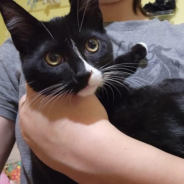 Enlarge Gomez, a ADOPTABLE Domestic Short Hair in Gladstone, OR image 4/6