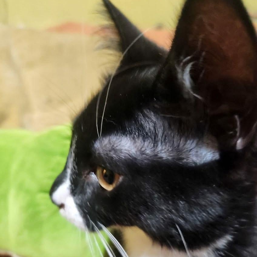 Enlarge Gomez, a ADOPTABLE Domestic Short Hair in Gladstone, OR image 2/6