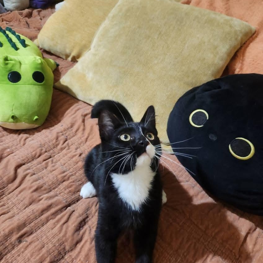 Enlarge Gomez, a ADOPTABLE Domestic Short Hair in Gladstone, OR image 5/6