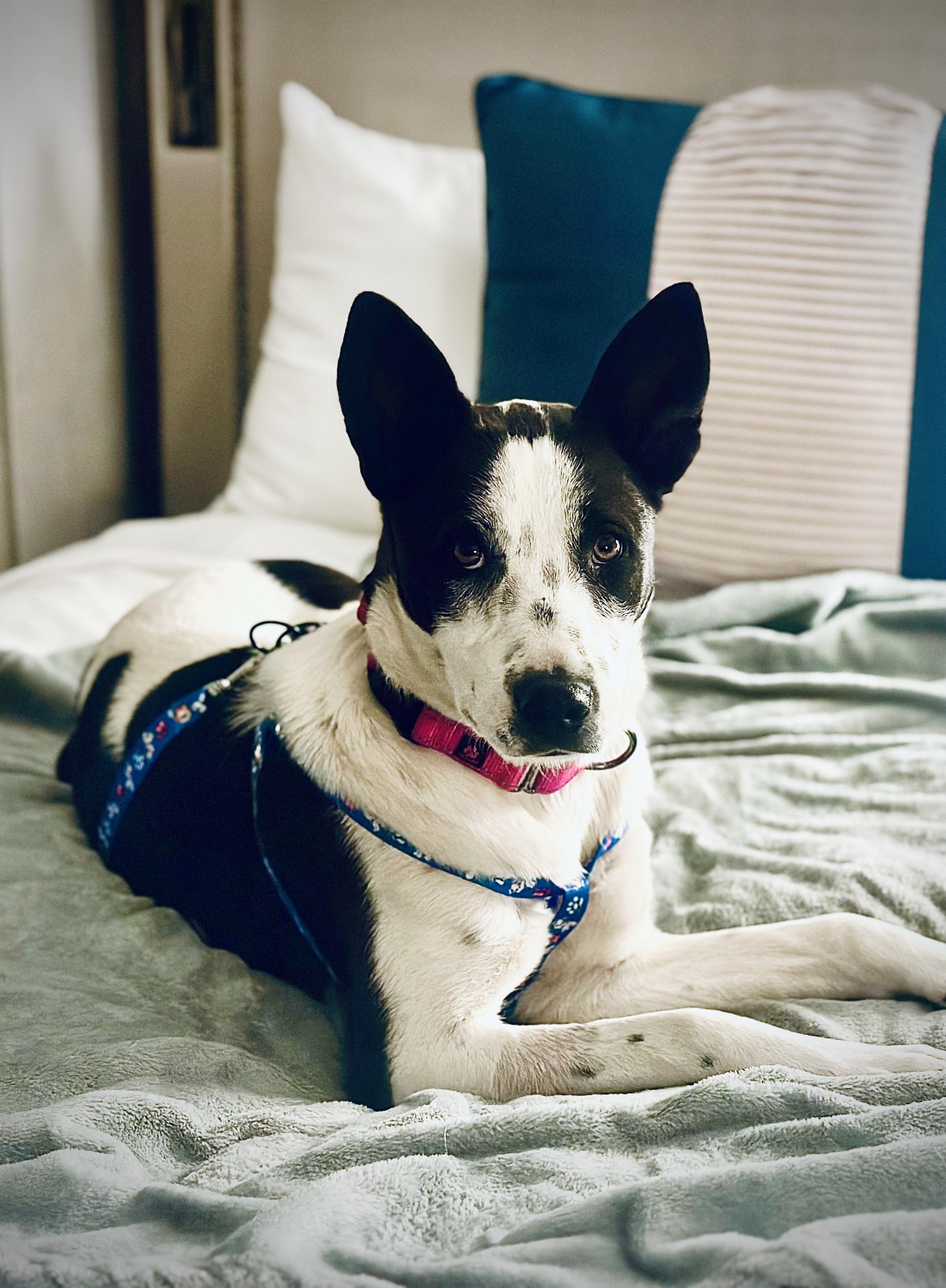 Enlarge Willow, a Adoptable mixed breed in Encino, CA image 3/6