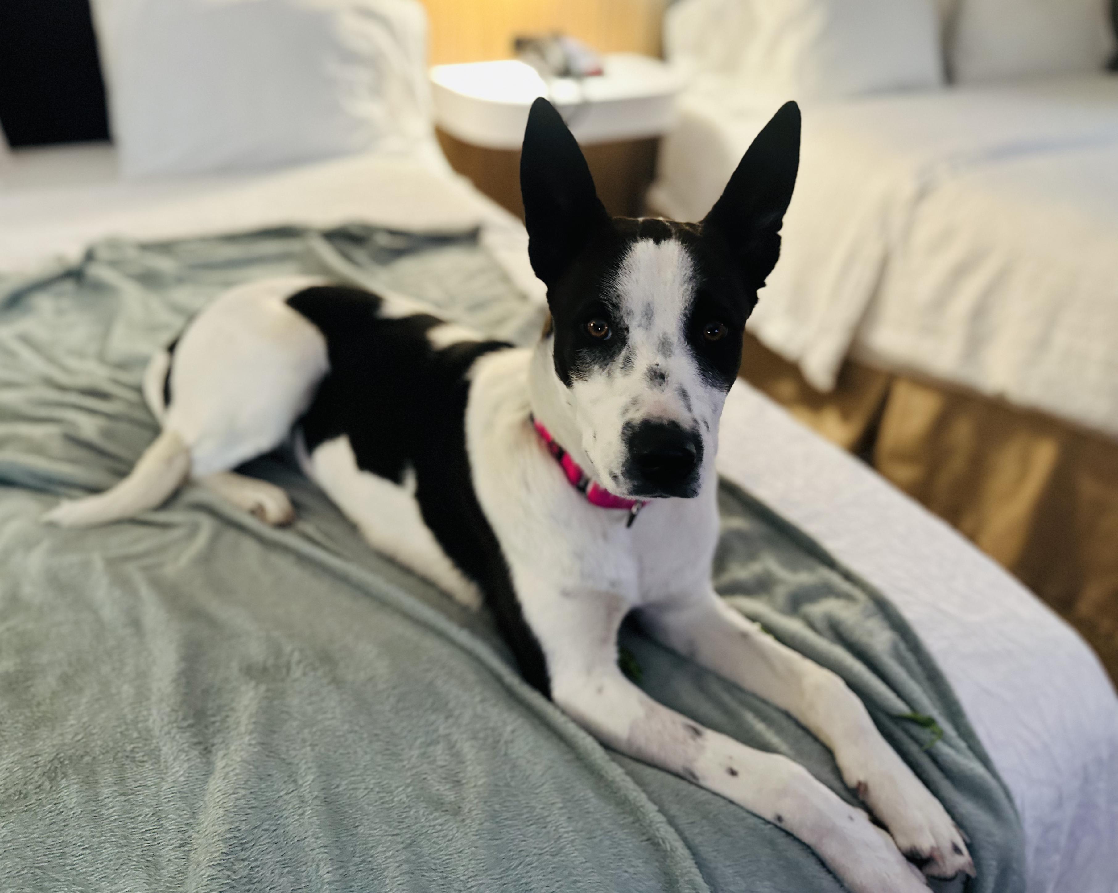 Enlarge Willow, a Adoptable mixed breed in Encino, CA image 2/6