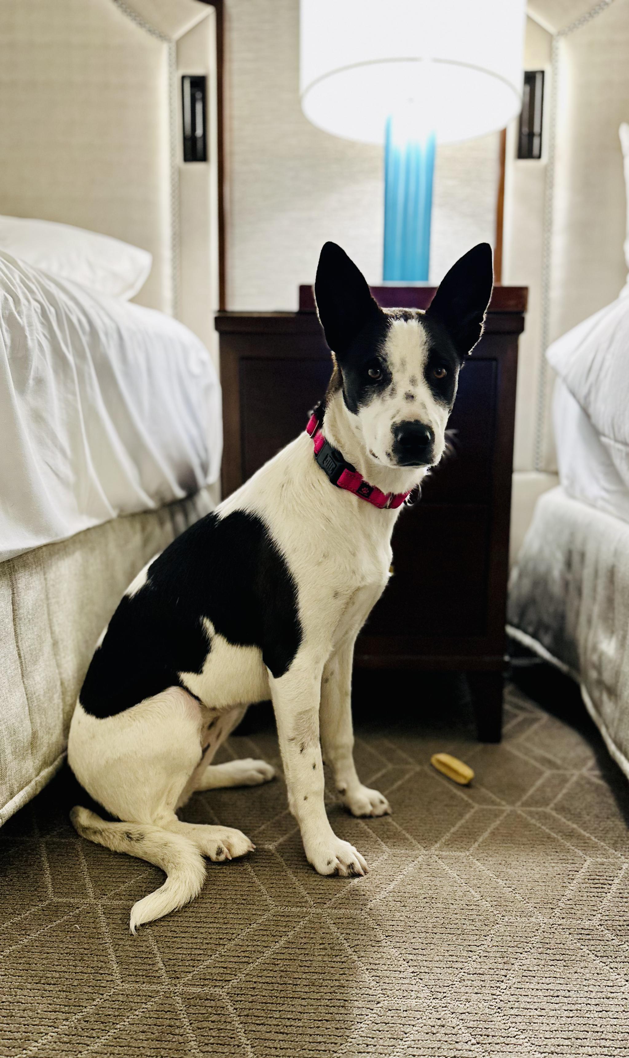 Enlarge Willow, a Adoptable mixed breed in Encino, CA image 4/6