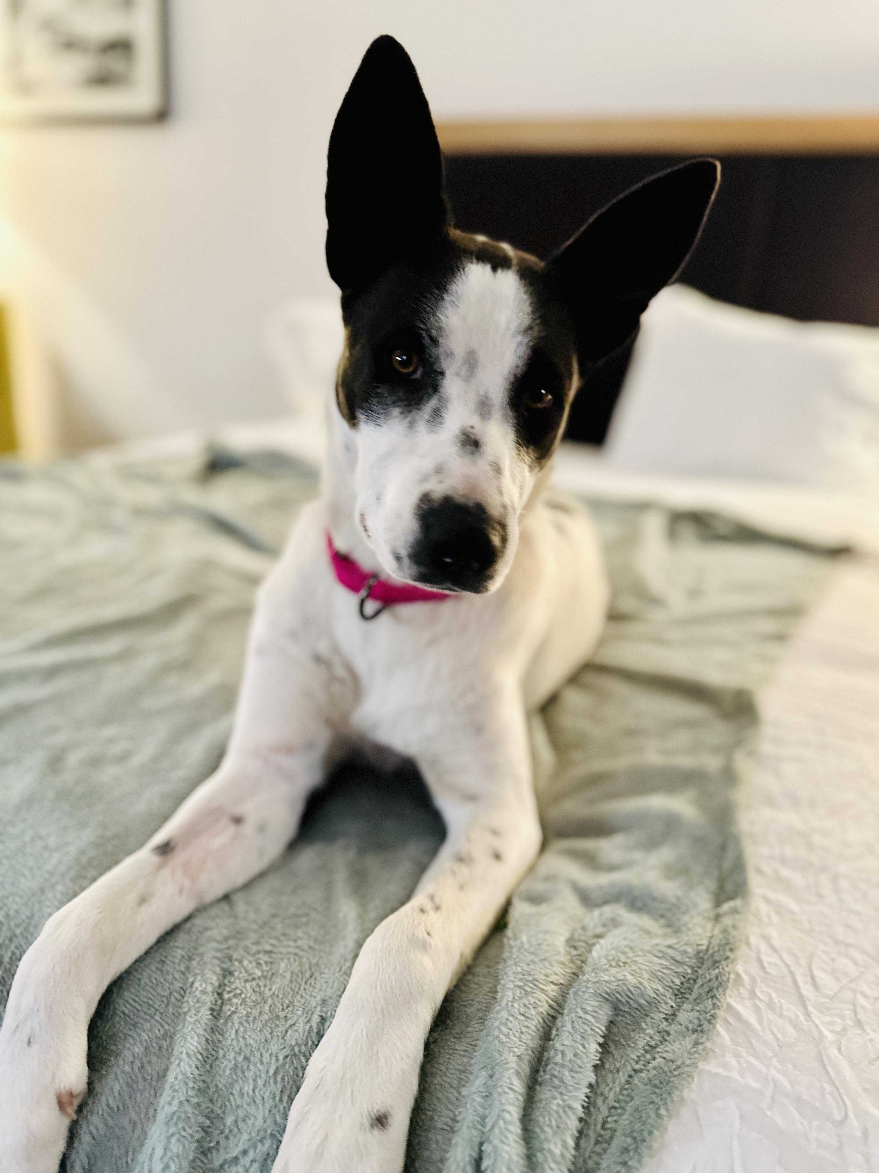 Enlarge Willow, a Adoptable mixed breed in Encino, CA image 5/6