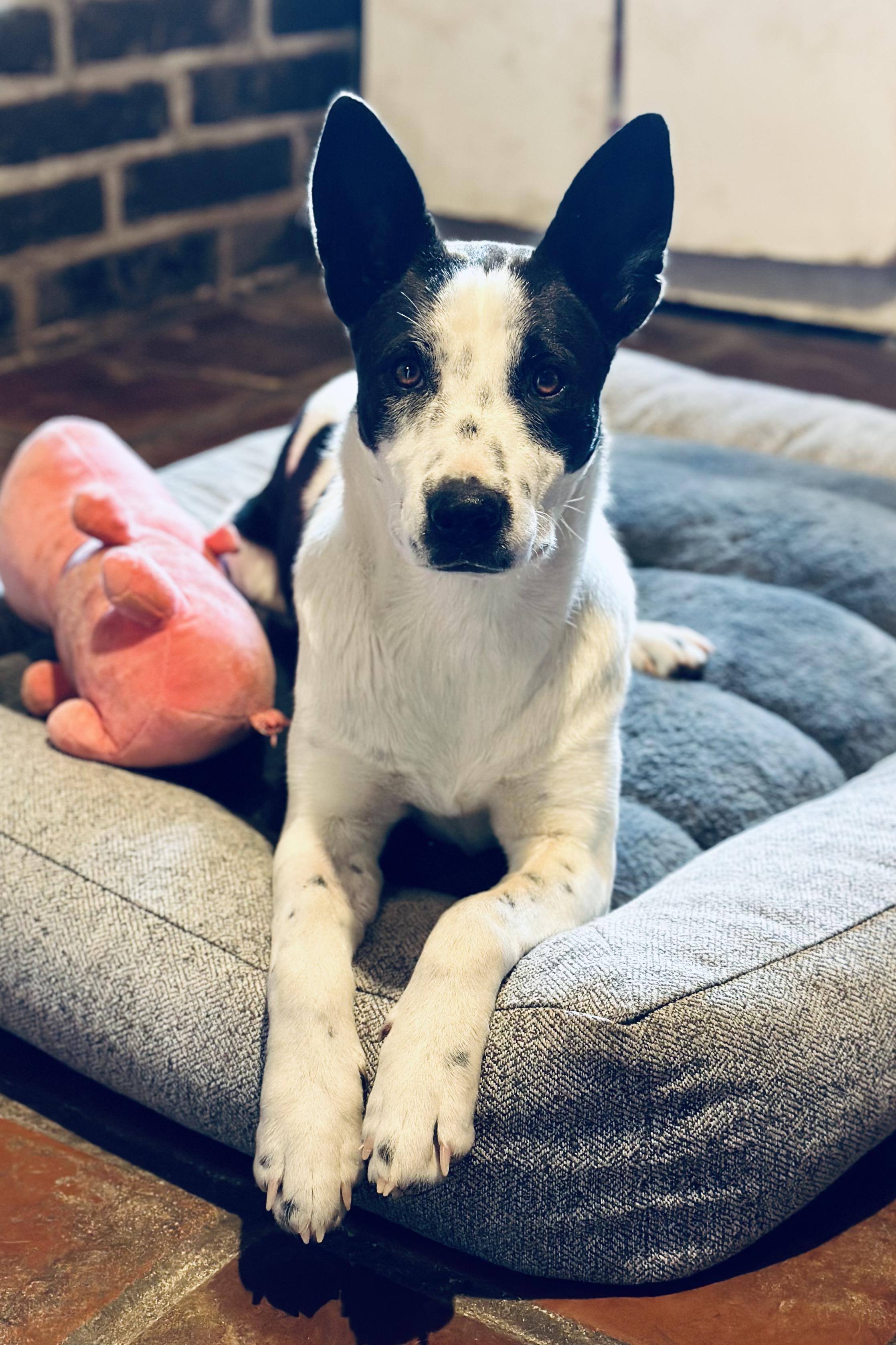 Enlarge Willow, a Adoptable mixed breed in Encino, CA image 1/6