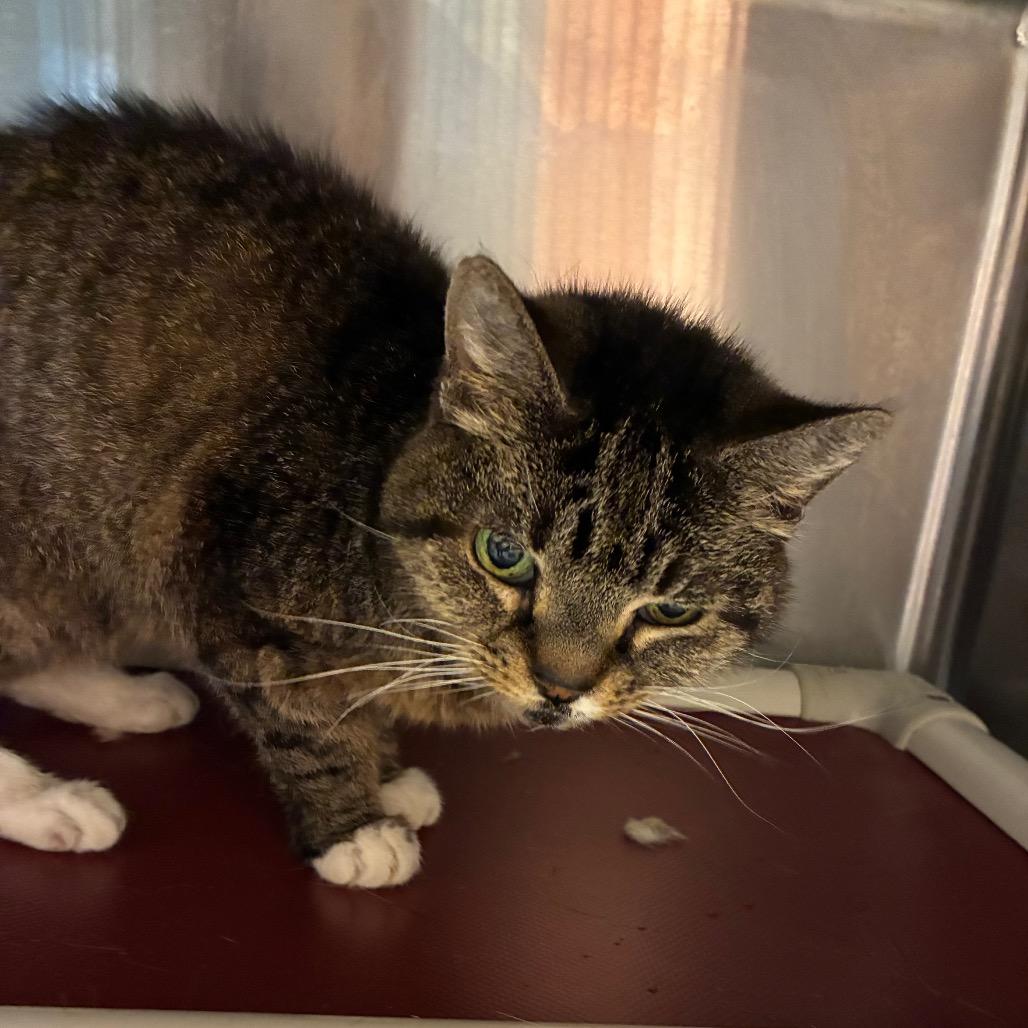 Becky 4919, a Adoptable Domestic Short Hair in Hamilton, GA image 2/4