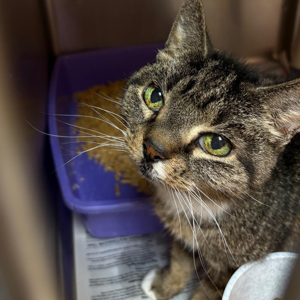 Becky 4919, a Adoptable Domestic Short Hair in Hamilton, GA image 3/4