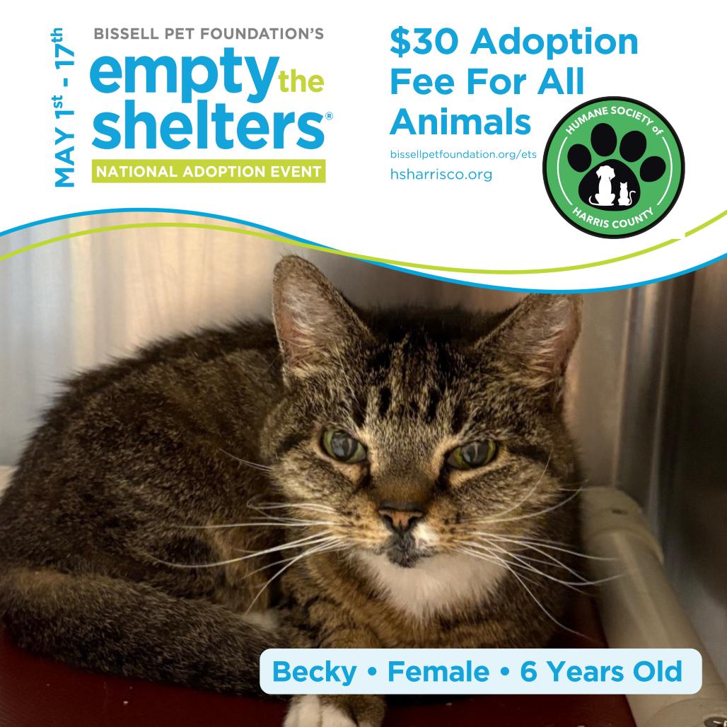 Becky 4919, a Adoptable Domestic Short Hair in Hamilton, GA image 4/4