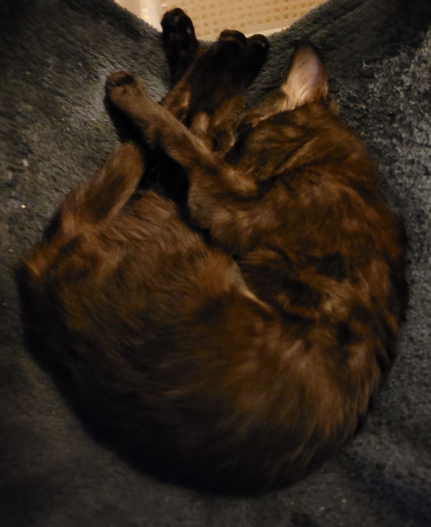 Kira, Adoptable, Young Female American Shorthair.