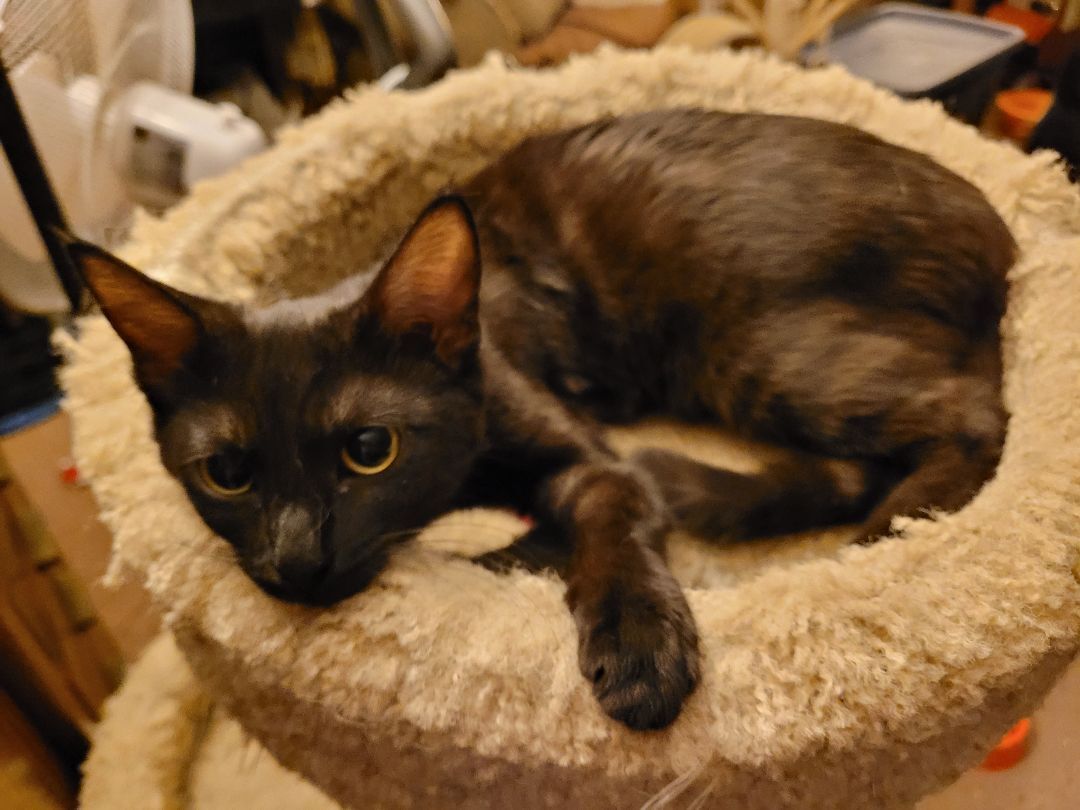 Enlarge Kira, a Adoptable American Shorthair in RIVERSIDE, CA image 2/11