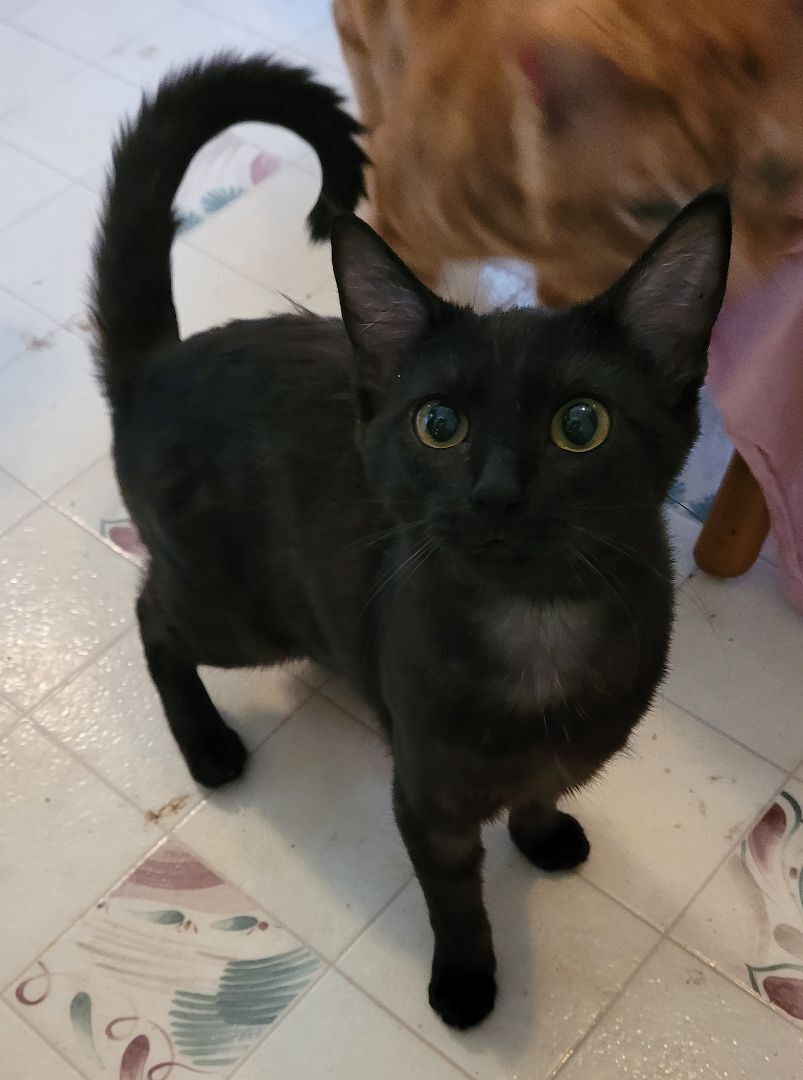 Enlarge Kira, a Adoptable American Shorthair in RIVERSIDE, CA image 3/11