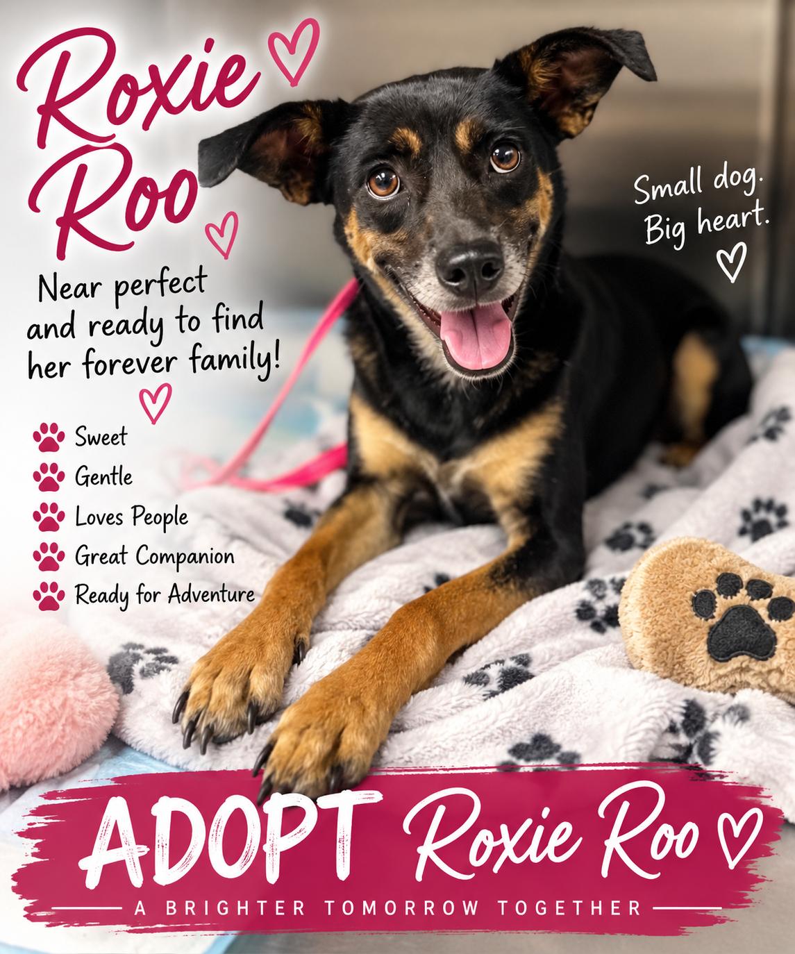 Enlarge Roxie Roo, a Adoptable Fox Terrier in Yukon, OK image 1/1