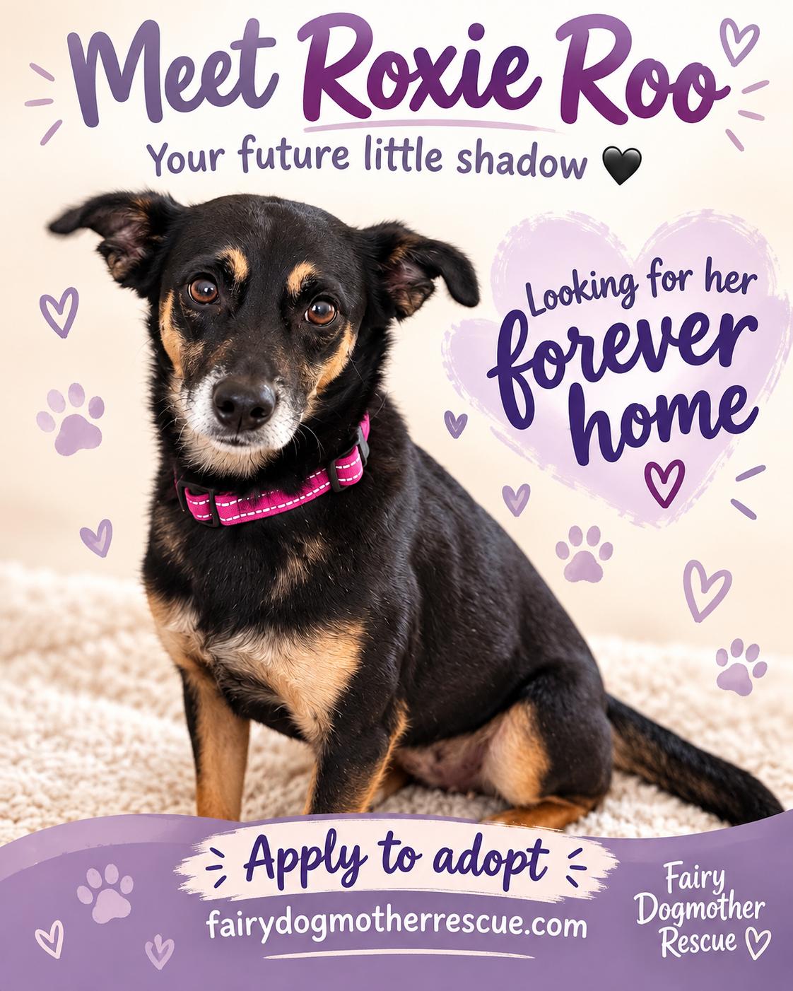 Enlarge Roxie Roo, a Adopted Fox Terrier in Yukon, OK image 2/2