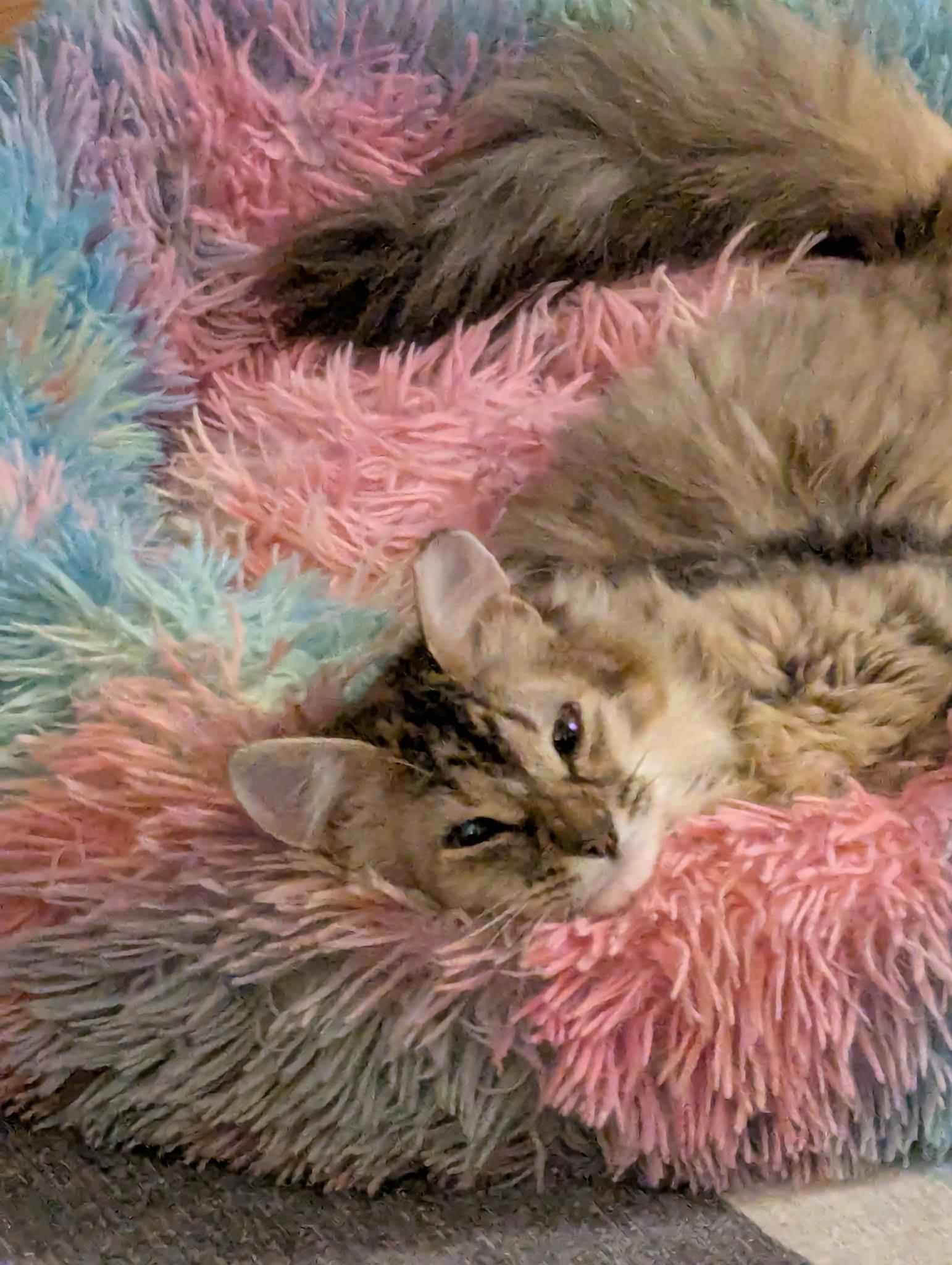 Enlarge Lucinda, an adopted Domestic Long Hair in Harrison, NY image 2/2