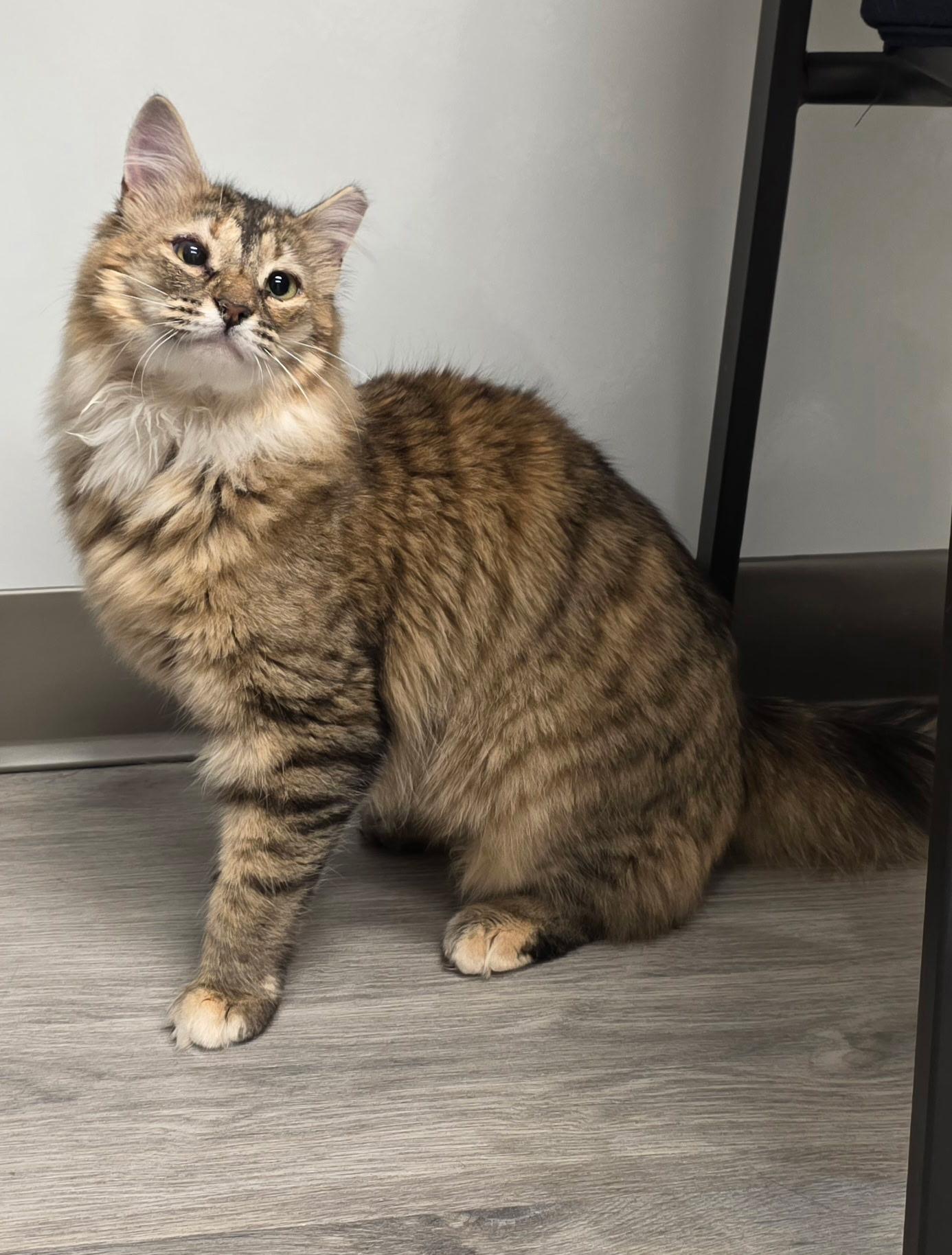 Lucinda, adopted, Young Female Domestic Long Hair.