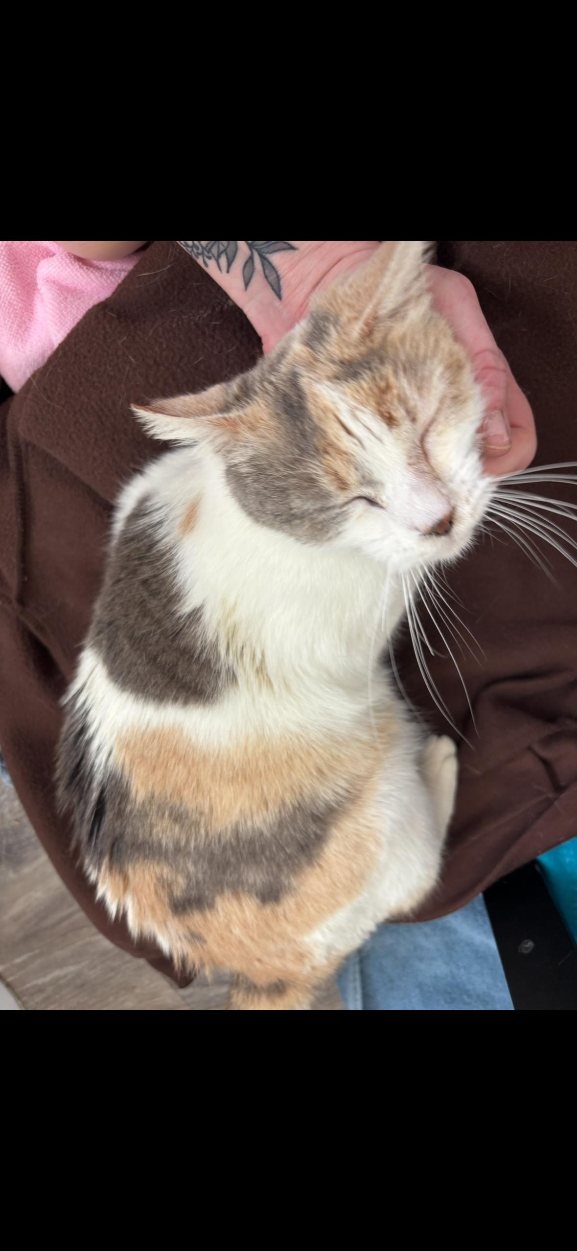 Snickerdoodle ( CW), Adoptable, Adult Female Calico.