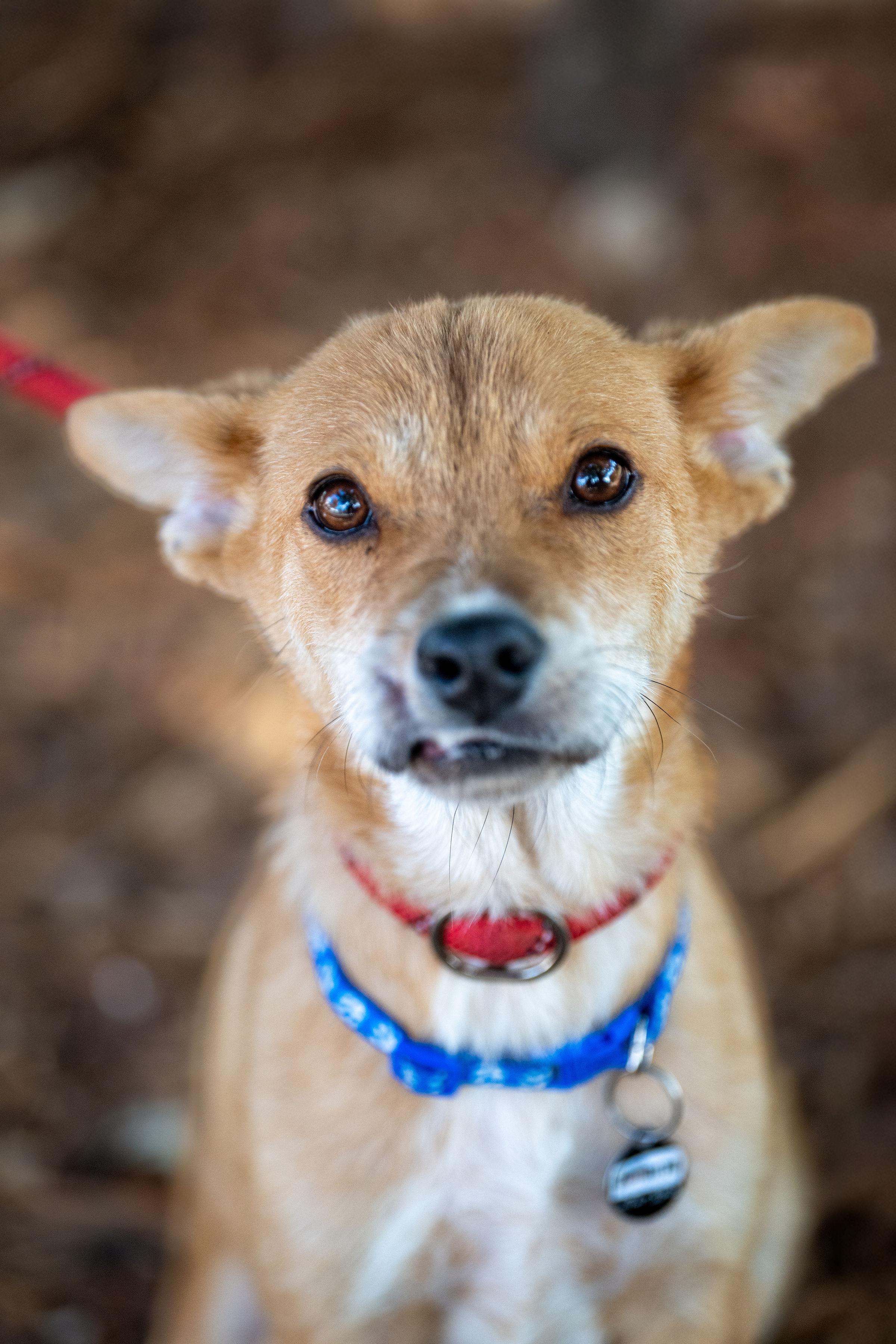 Zorrito, ADOPTABLE, Adult Male Terrier.