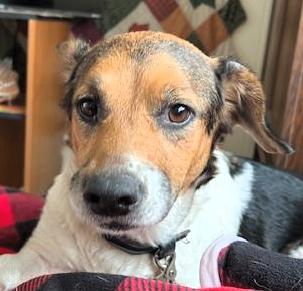 Ashley, adopted, Young Female Beagle & Corgi.