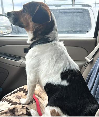 Enlarge Ashley, an adopted mixed breed in Frederick, MD image 2/2