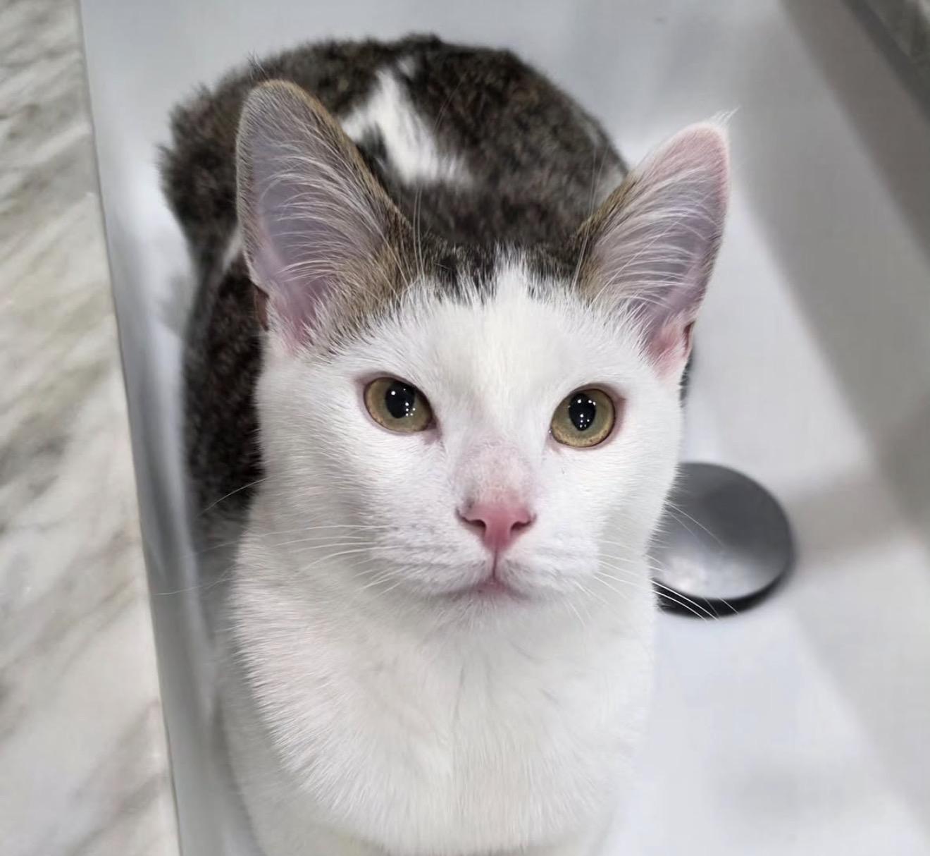 Pencils, Adoptable, Kitten Male Domestic Short Hair.