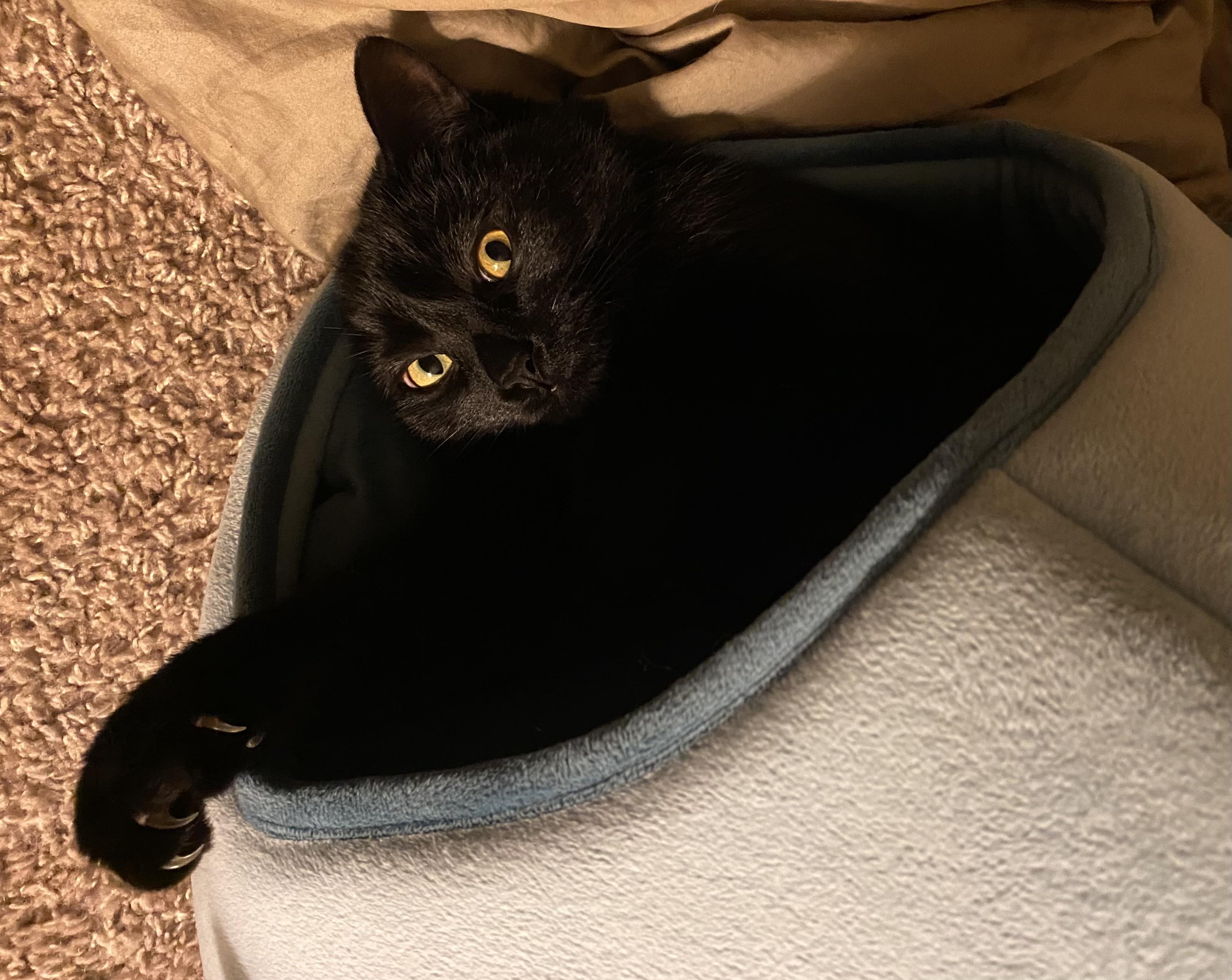 Enlarge Juniper, a ADOPTABLE mixed breed in Plain City, OH image 1/6