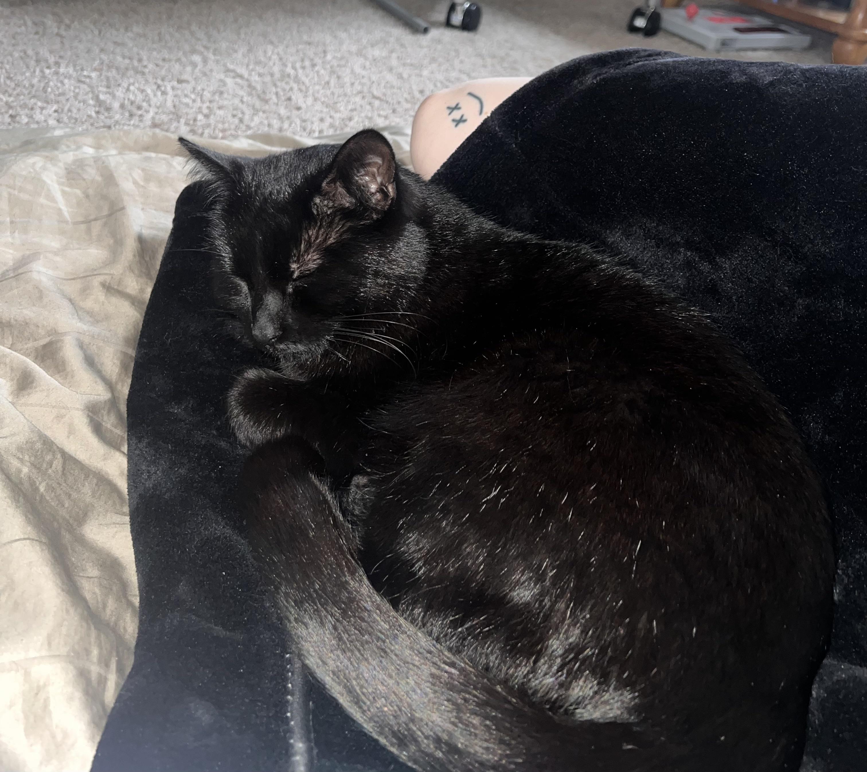 Enlarge Juniper, a ADOPTABLE mixed breed in Plain City, OH image 3/6