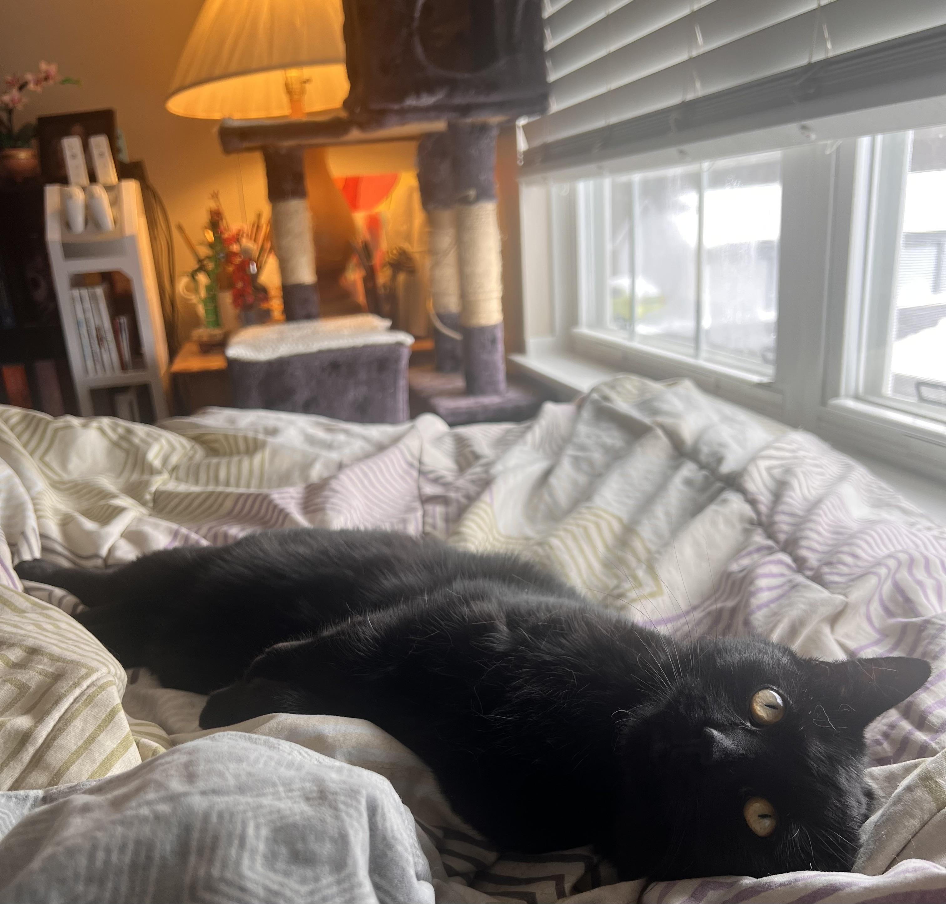 Enlarge Juniper, a ADOPTABLE mixed breed in Plain City, OH image 1/6