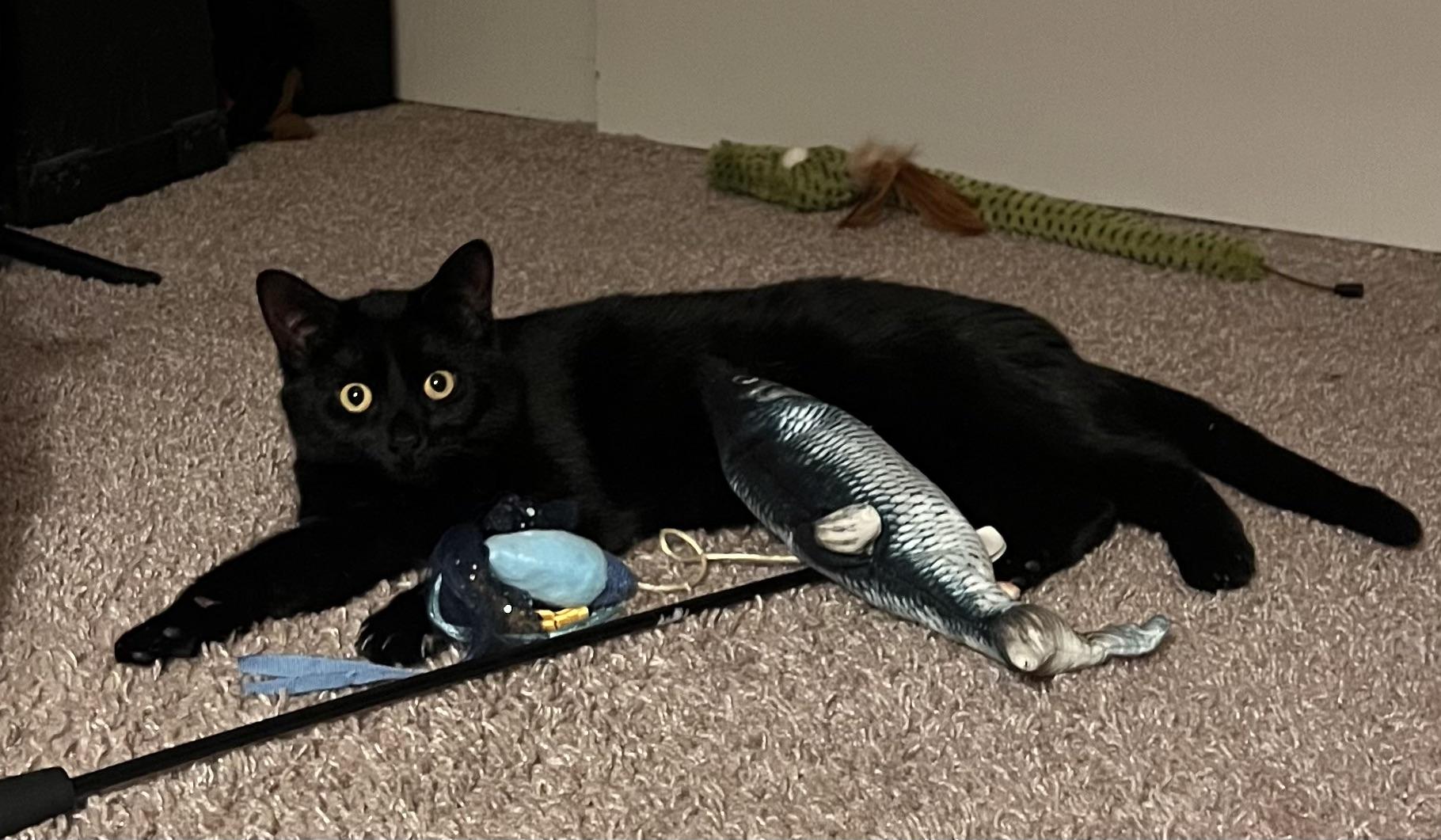 Enlarge Juniper, a ADOPTABLE mixed breed in Plain City, OH image 2/6