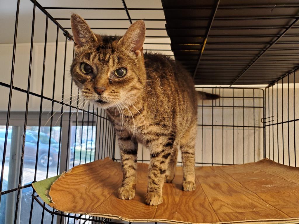 Figgy, Adoptable, Adult Female Domestic Short Hair.