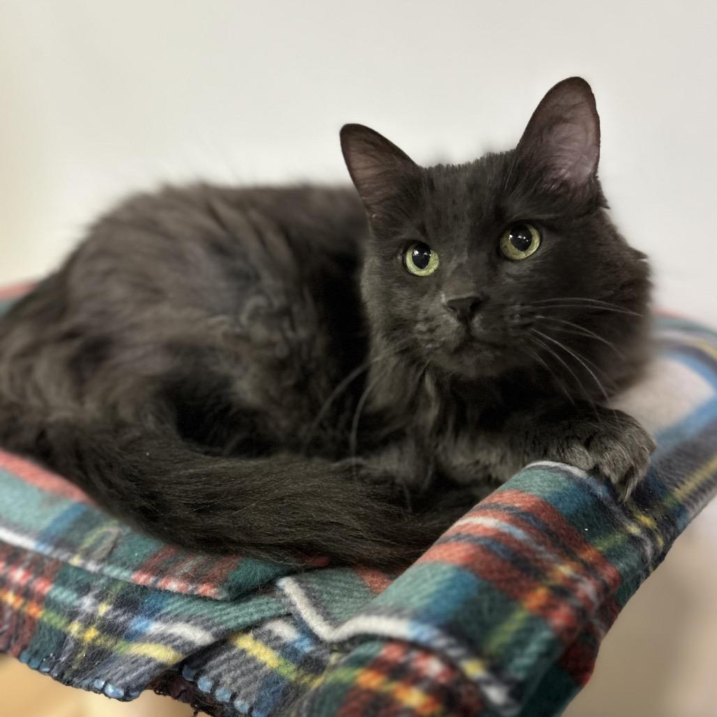 Willow, a Adoptable Nebelung in Bountiful, UT image 2/3