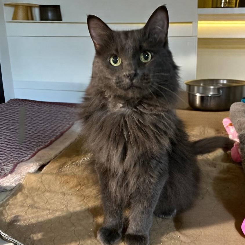 Willow, Adoptable, Adult Female Nebelung.
