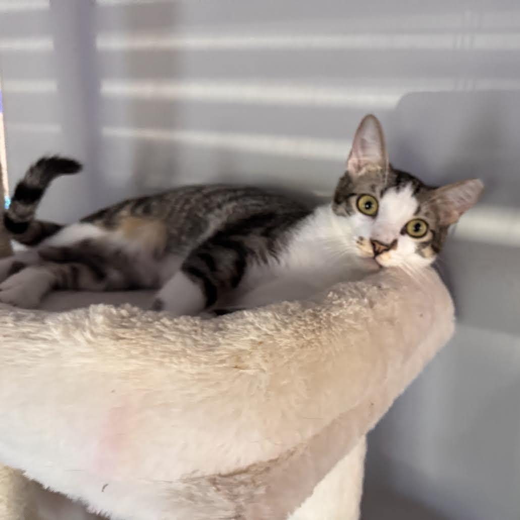 Enlarge Sal, a Adoptable Domestic Short Hair in Bangor, ME image 5/5