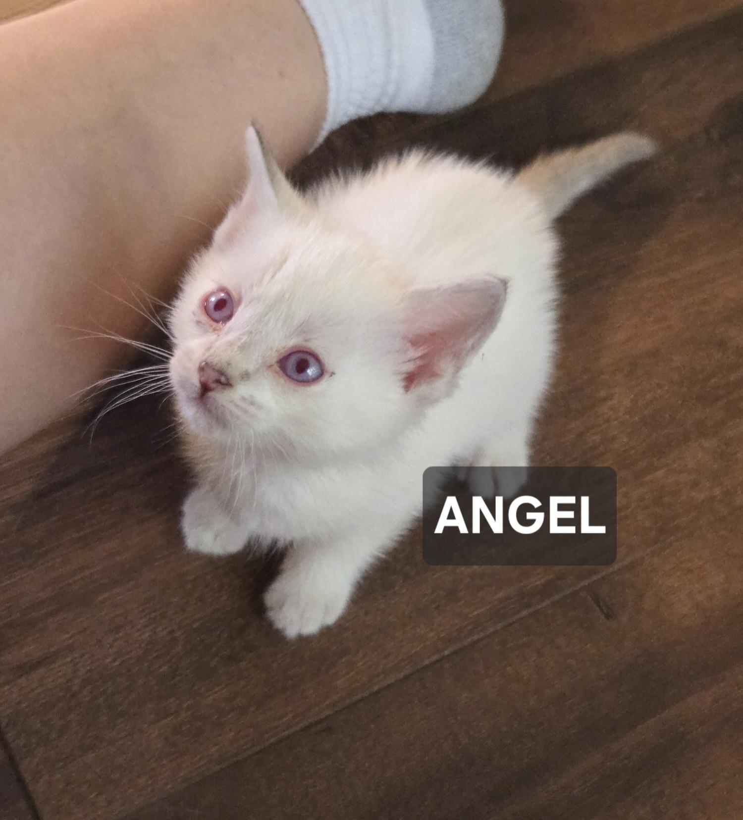 Enlarge Angel, a ADOPTABLE Domestic Short Hair in Windom, MN image 1/1