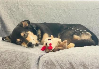 Melody, Adoptable, Puppy Female German Shepherd Dog & Mixed Breed.