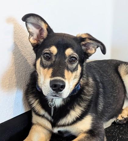 Enlarge Melody, a Adoptable mixed breed in Portola, CA image 2/3